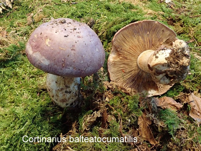 Cortinarius balteatocumatilis-amf2213.jpg - Cortinarius balteatocumatilis ; Syn: Phlegmacium balteatocumatile ; Nom français: Cortinaire brun violet